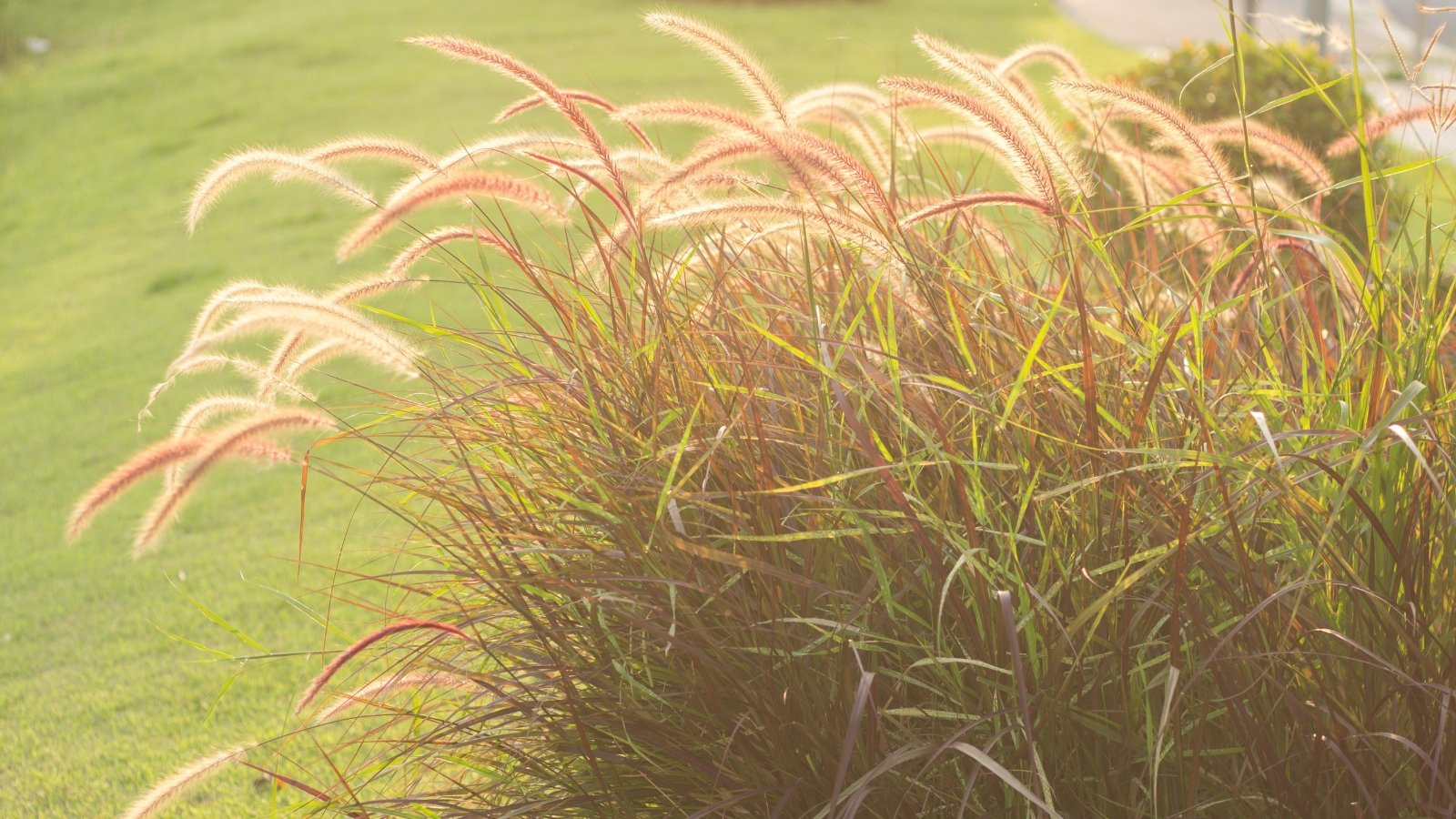 A close-up of brown flower spikes amid vibrant green reddish leaves, set against a lush green lawn below.