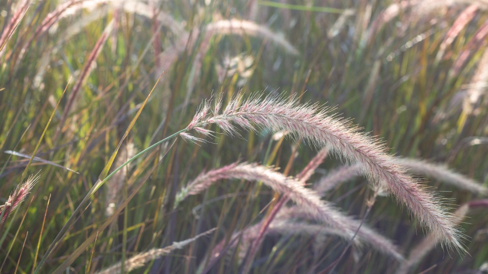 A close-up showcases its delicate purple feathery plumes standing gracefully among slender green stems and leaves, creating a vibrant contrast in the natural setting.