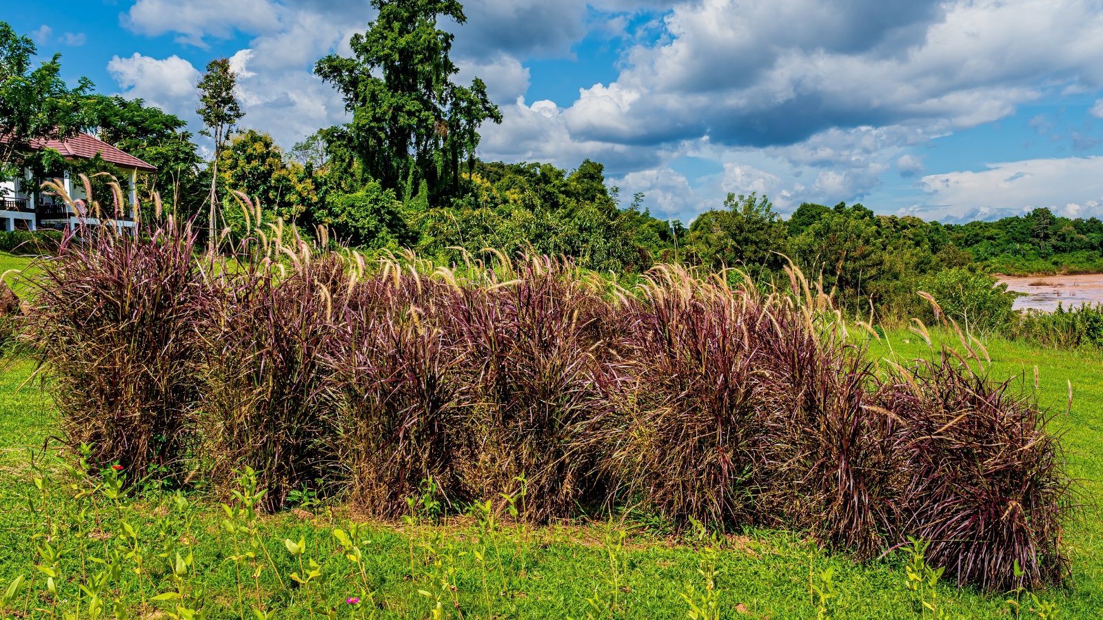 A cluster of Purple Fountain Grass exhibits its reddish brown leaves and brown flower spikes, standing amidst green grasses below, with green trees in the background, under a serene blue sky above.