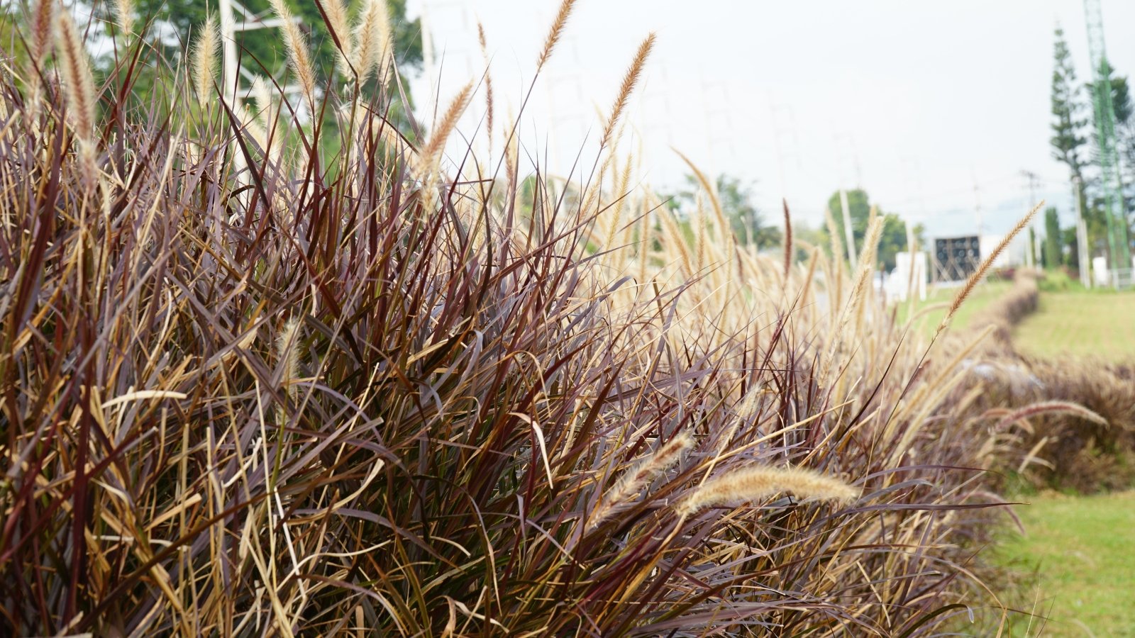 Vibrant green leaves cascade gracefully, their slender blades arching with elegance; nearby, clusters of brown flower spikes add a touch of earthy contrast, standing tall amidst the lush foliage below.