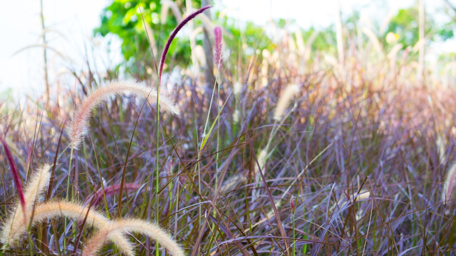 A close-up of feathery brown flower plumes and rich purple leaves, set against a blurred background of green plants and trees, highlighting the vibrant natural beauty.