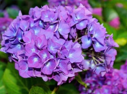 An image of a purple hydrangea in full bloom. It's a close up of a single hydrangea bloom, with many different petals. The petals are all purple on the outside, and transition to a deeper blue on the inside. Some of the flower petals have a hint of magenta.