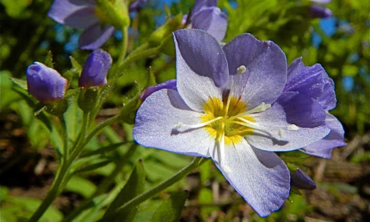 Purple Jacob's ladder plant flowers in bloom