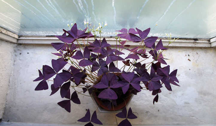 Purple love plant