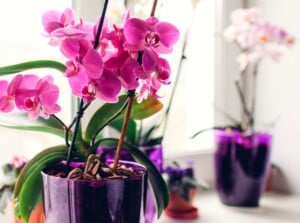 Vibrant purple orchids fill a delicate purple vase, set elegantly on a sunlit windowsill, adding a pop of color against the brightness. In the background, multiple purple vases house more orchids, creating a beautiful and harmonious display of floral abundance.