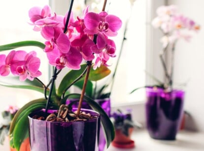 Vibrant purple orchids fill a delicate purple vase, set elegantly on a sunlit windowsill, adding a pop of color against the brightness. In the background, multiple purple vases house more orchids, creating a beautiful and harmonious display of floral abundance.