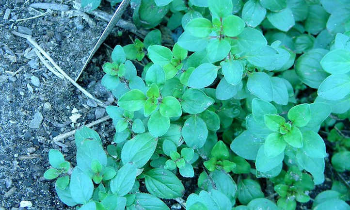 Purple oregano