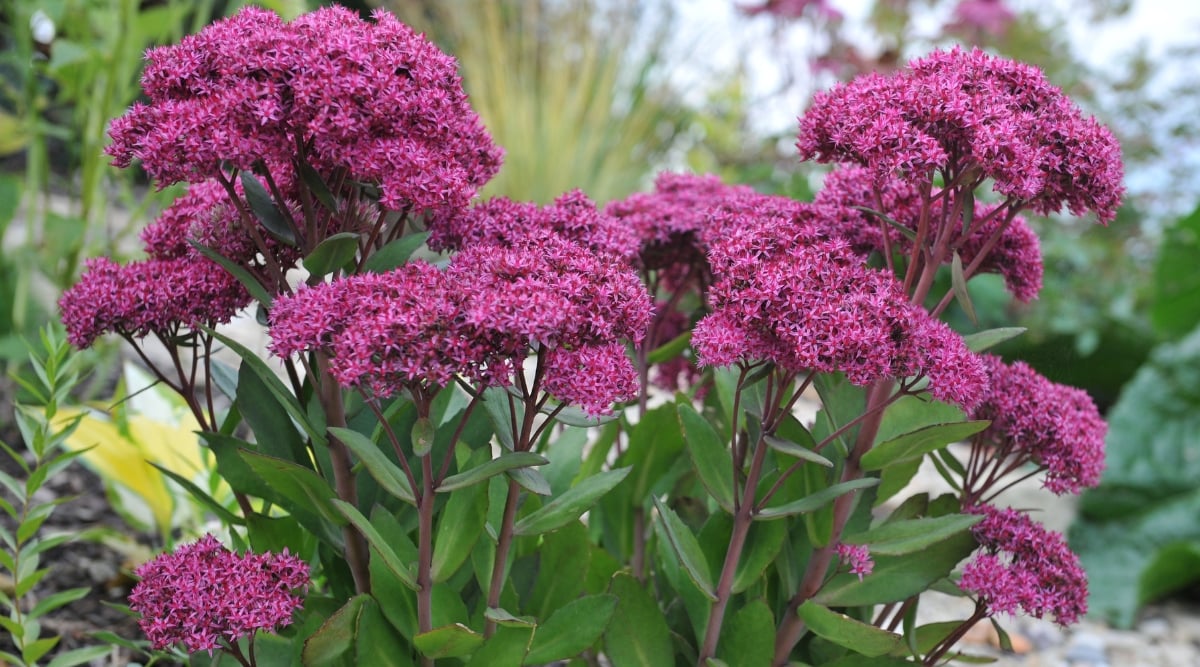 Purple stonecrop flowers in full bloom with vibrant petals, surrounded by their leaves underneath. The blurred backdrop reveals a verdant landscape filled with lush greenery, enhancing the beauty of the delicate stonecrops.