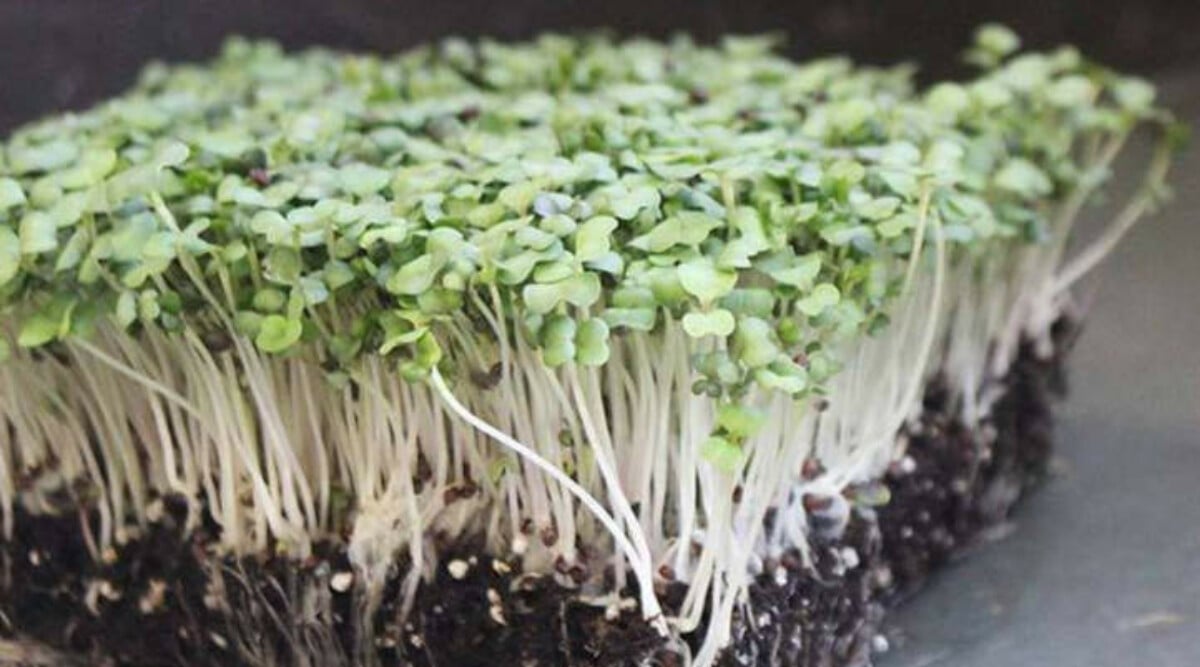 Purple Top White Globe turnip microgreens