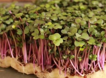 Purple Vienna kohlrabi microgreens