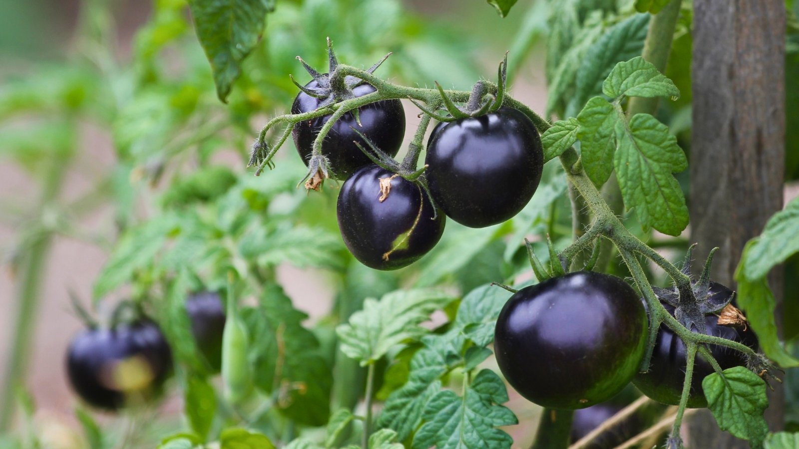 Dark Queen of the Night dark purple, nearly black tomatoes nestled among lush green foliage, evoking a mysterious elegance and a rich, earthy allure.