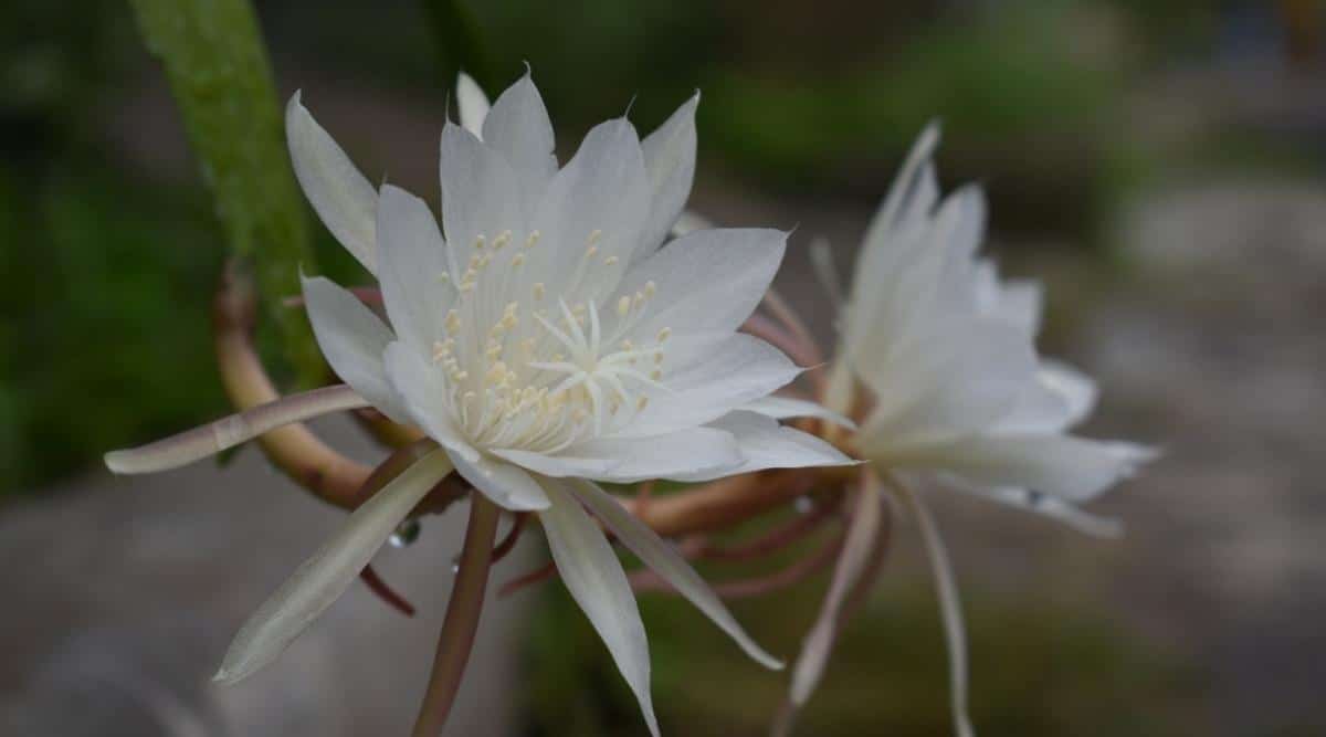 Queen of the Night