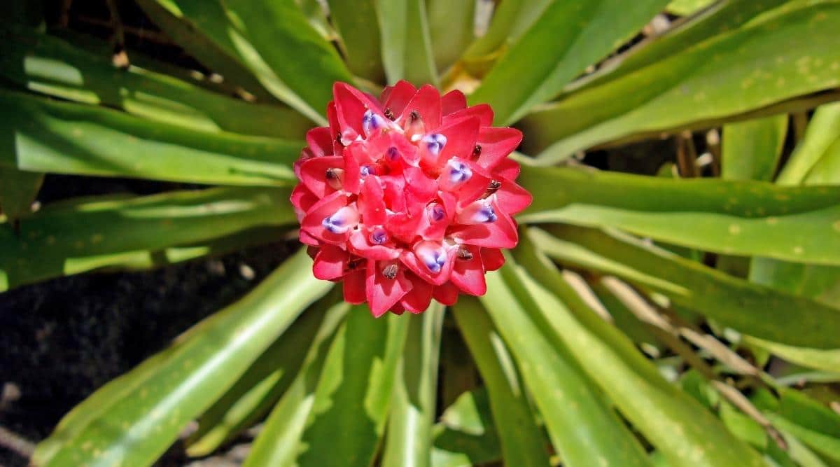 Quesnelia