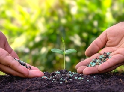 quick vs slow release fertilizer. Close-up shot of two hands pouring organic granular fertilizer onto a young sprout in the soil, in a sunny garden, against a blurred green background. This sprout has a thin vertical stem and a couple of cotyledons, which are oval, smooth, and green. Granular fertilizers are round in shape and come in different colors: white, blue, pink and black.