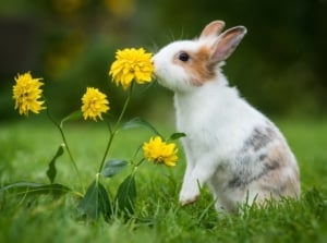 A small white and brown rabbit sits on green grass next to bright yellow Taraxacum officinale flowers, its ears perked up.