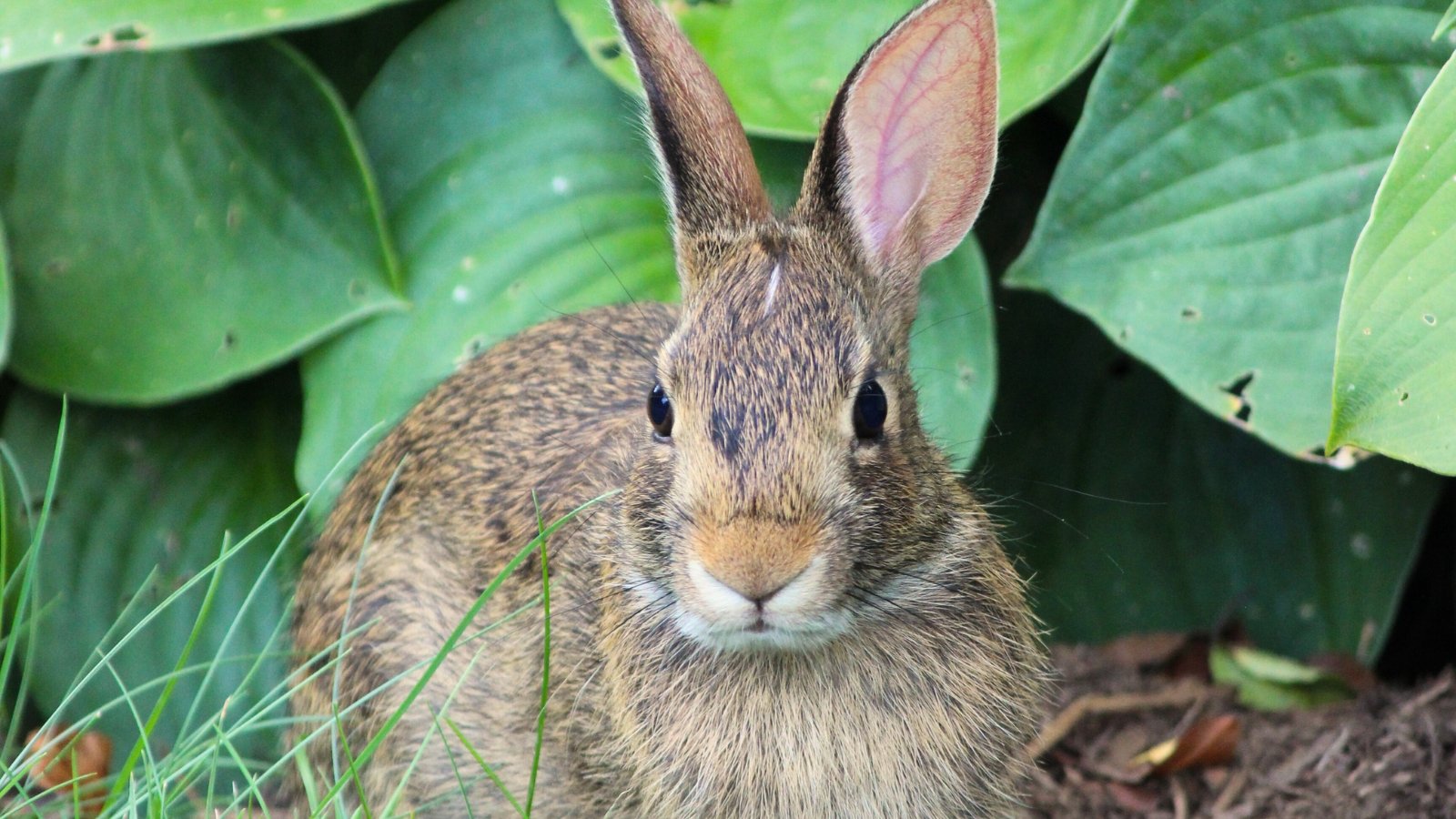 A rabbit, poised against the hosta plant in the garden.