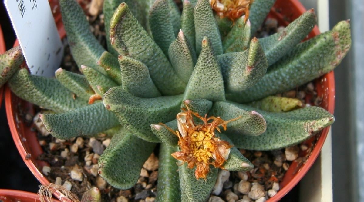 Rabies Succulent With Yellow Flowers