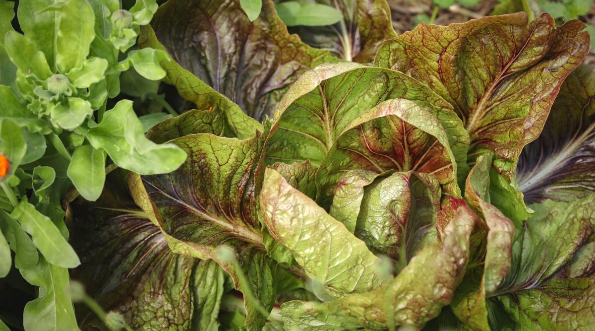 Close-up of a growing Radicchio next to Calendula in the garden. Radicchio is a leafy vegetable with beautiful waxy leaves. They are green in color with maroon hues and white veins. The leaves are wide, oval, smooth, with slightly wavy edges that form a rosette. Calendula is a flowering plant with bright and cheerful orange petals. Its leaves are green and lanceolate, forming a dense rosette at the base of the plant. The leaves are slightly hairy and have a soft texture.