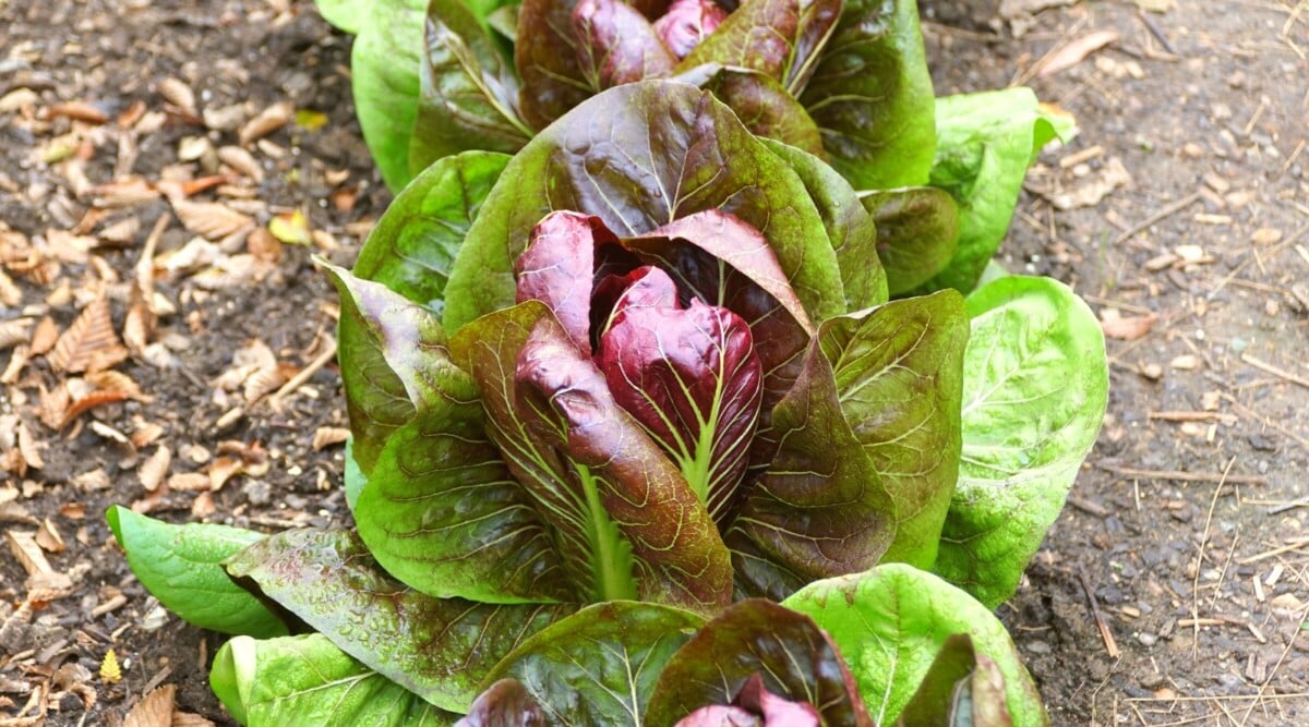 radicchio companions