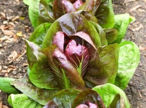 radicchio companions