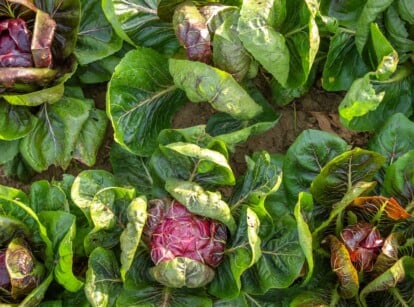 A garden bed is filled with lush radicchio heads with bright pink centers and light green outer leaves.