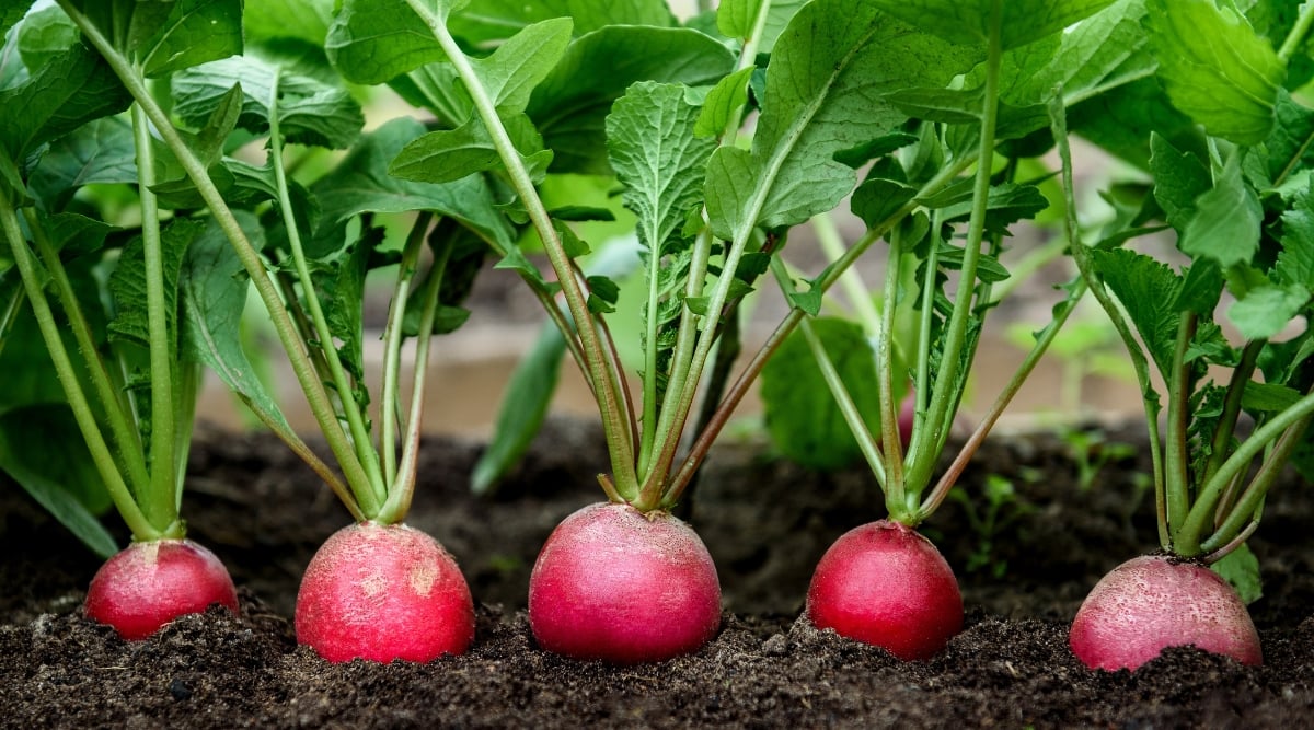 A close-up of a bunch of radishes growing in the dirt. The radishes are bright pink and have tall, lush green leaves. They wait patiently, roots delving deep, for the day they'll be pulled, vibrant jewels from the garden's crown.
