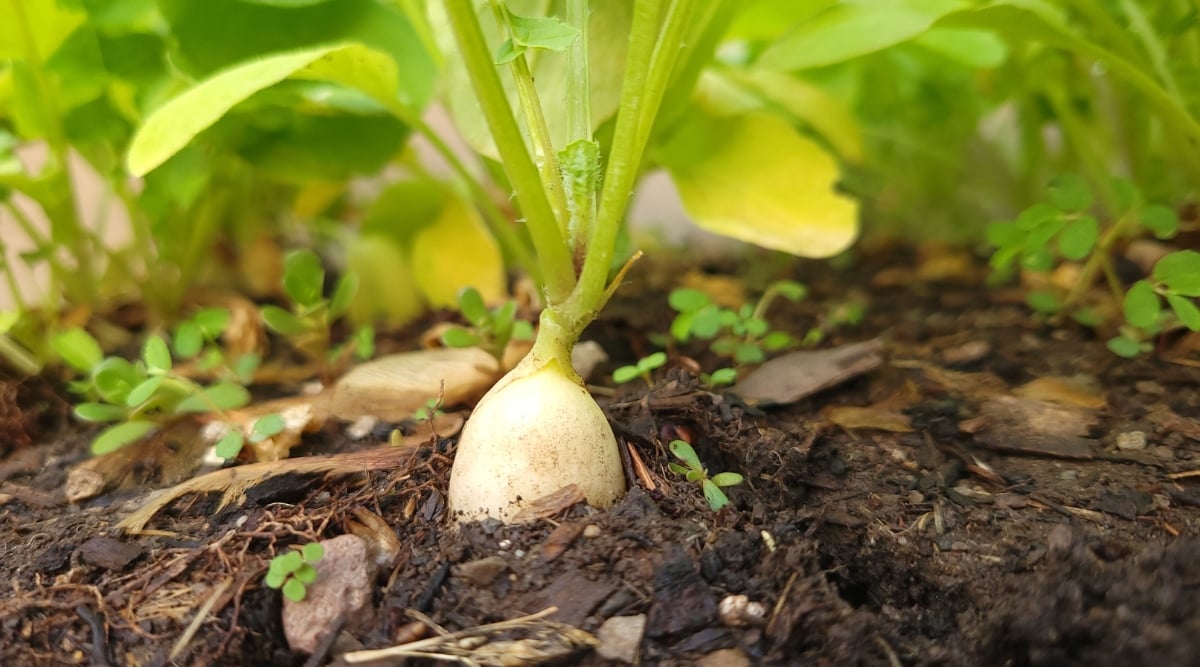 Close up of the top of a white root vegetable emerging from highly textured dark brown soil. Bright green stems emerge from the top of the vegetable growing among other leaves and foliage.