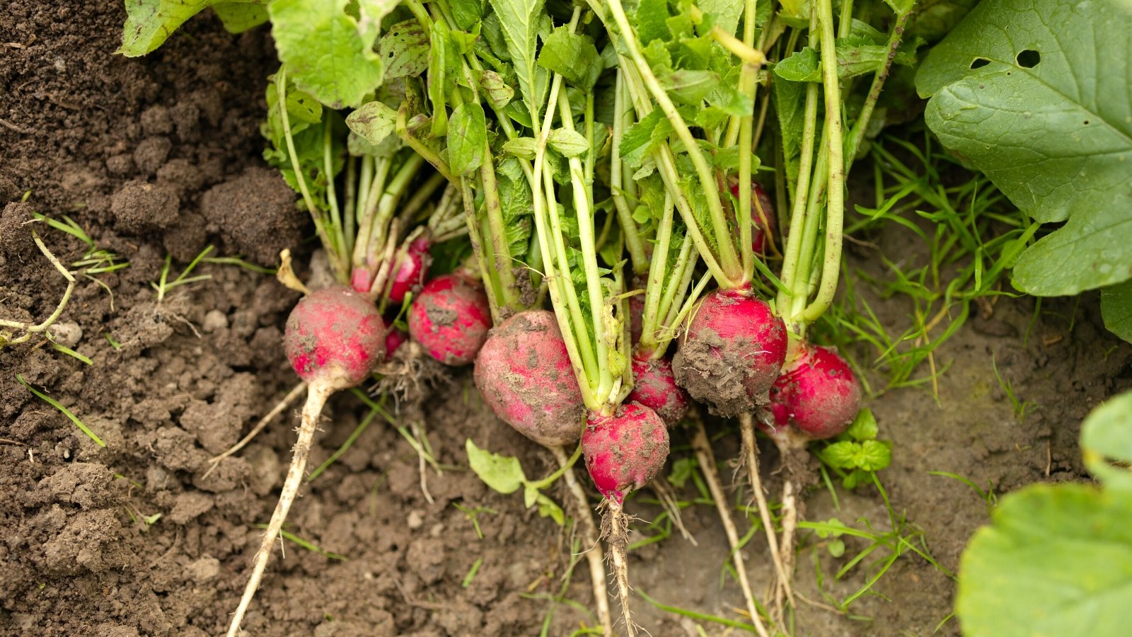 Close-up of freshly picked Radishes in a garden bed. These root vegetables have a round shape. The skin is smooth and glossy, pink in color. Radish greens are crisp and slightly peppery, with serrated edges and a rich green color.