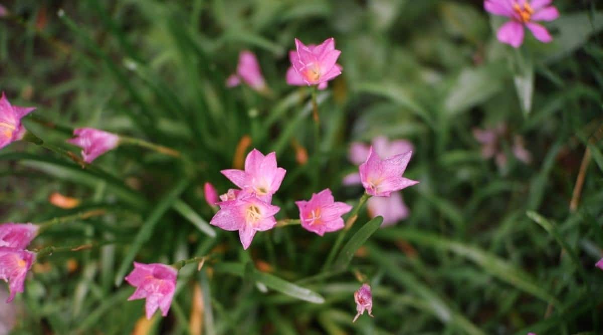 Rain Lily