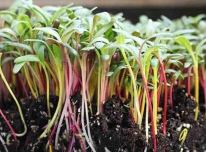 Rainbow Mixture chard microgreens