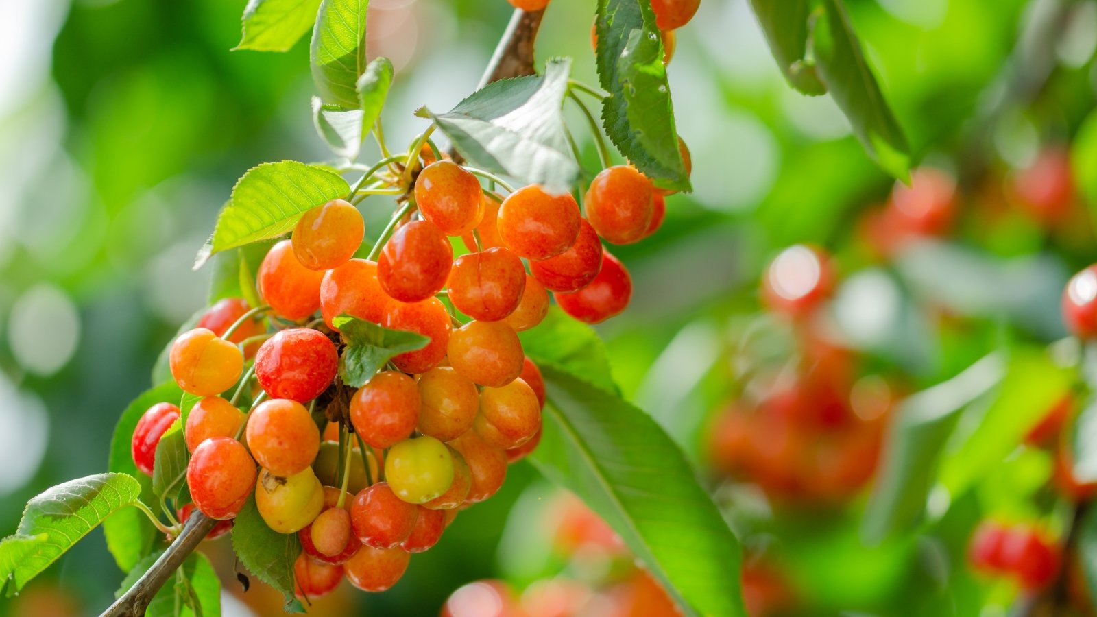 A fruit-laden rainier cherry tree branch holds clusters of golden-yellow cherries blushed with red among green leaves.
