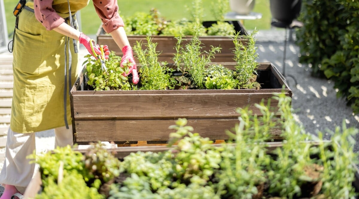 raised bed garden benefits