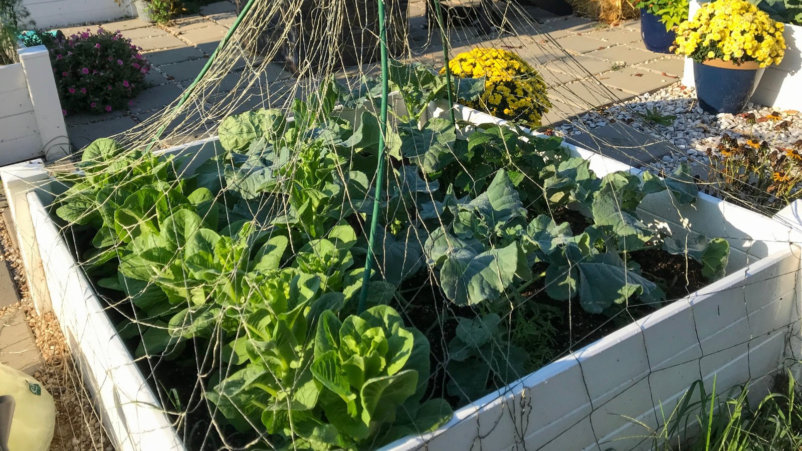 A white raised bed hosts a variety of cool weather crops, sheltered under a net, ensuring optimal growth conditions for healthy produce.