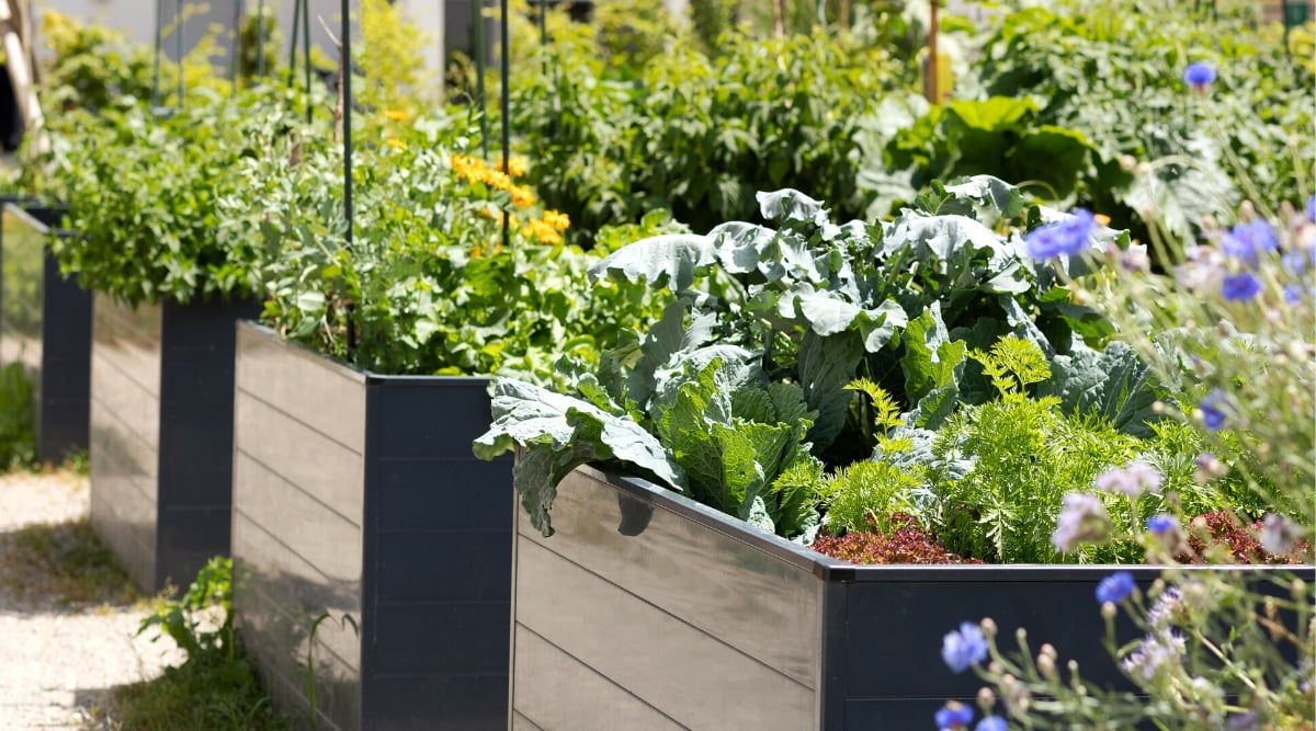 Raised beds in an urban garden with growing plants, organic herbs, spices and vegetables, flowers. Raised beds are high, plastic, black, square. Cabbage, dill, lettuce, kale, basil, marigolds, zucchini, tomatoes, Bachelor Button Flowers and other plants grow in the beds.