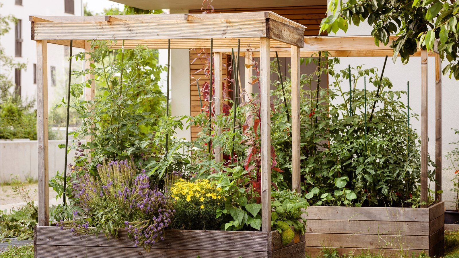 Wooden raised beds with trellis support climbing plants, sheltered by a roof overhang, hosting an array of vibrant flora in various stages of growth.