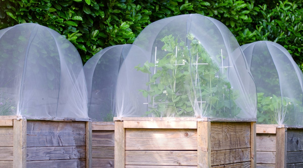 Close-up of several wooden raised beds with a growing pea and strawberry plant in the garden. Raised beds are covered with row covers to prevent pests.