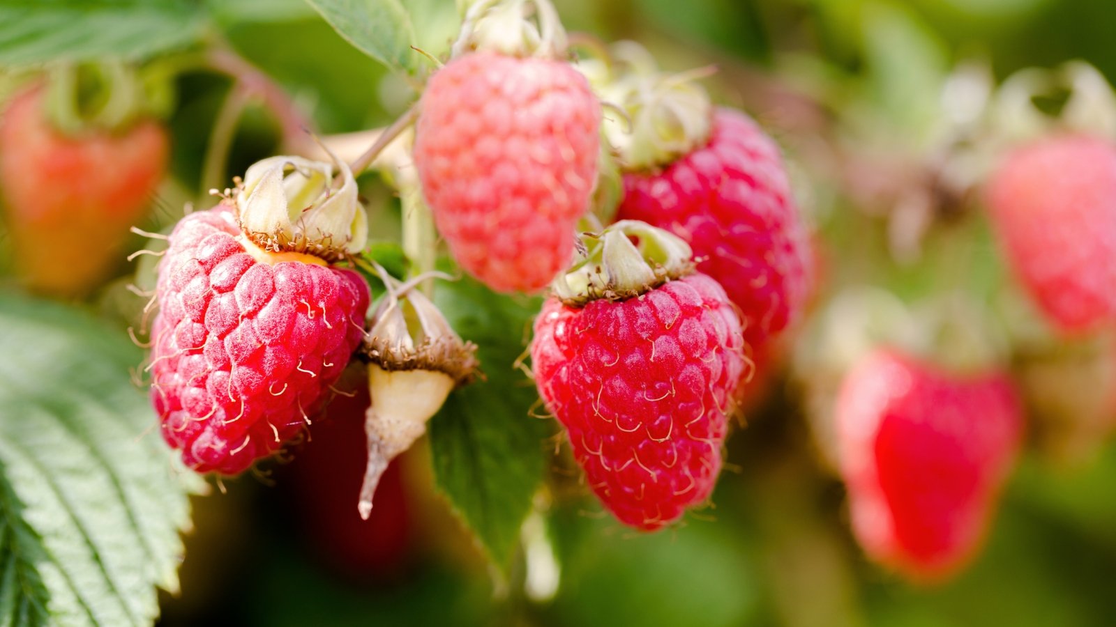 Close-up of Rubus idaeus 'Heritage' which presents vigorous canes adorned with lush green foliage and yields abundant clusters of large, sweet, red raspberries.