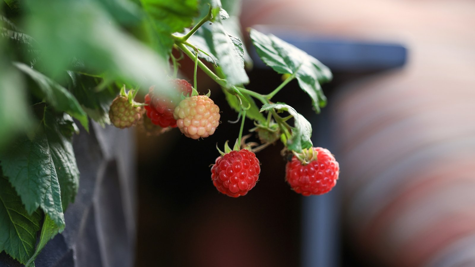 The Raspberry Shortcake plant displays lush, serrated green leaves and produces small, plump, juicy red raspberries, creating a delightful combination of foliage and fruit in a compact form.