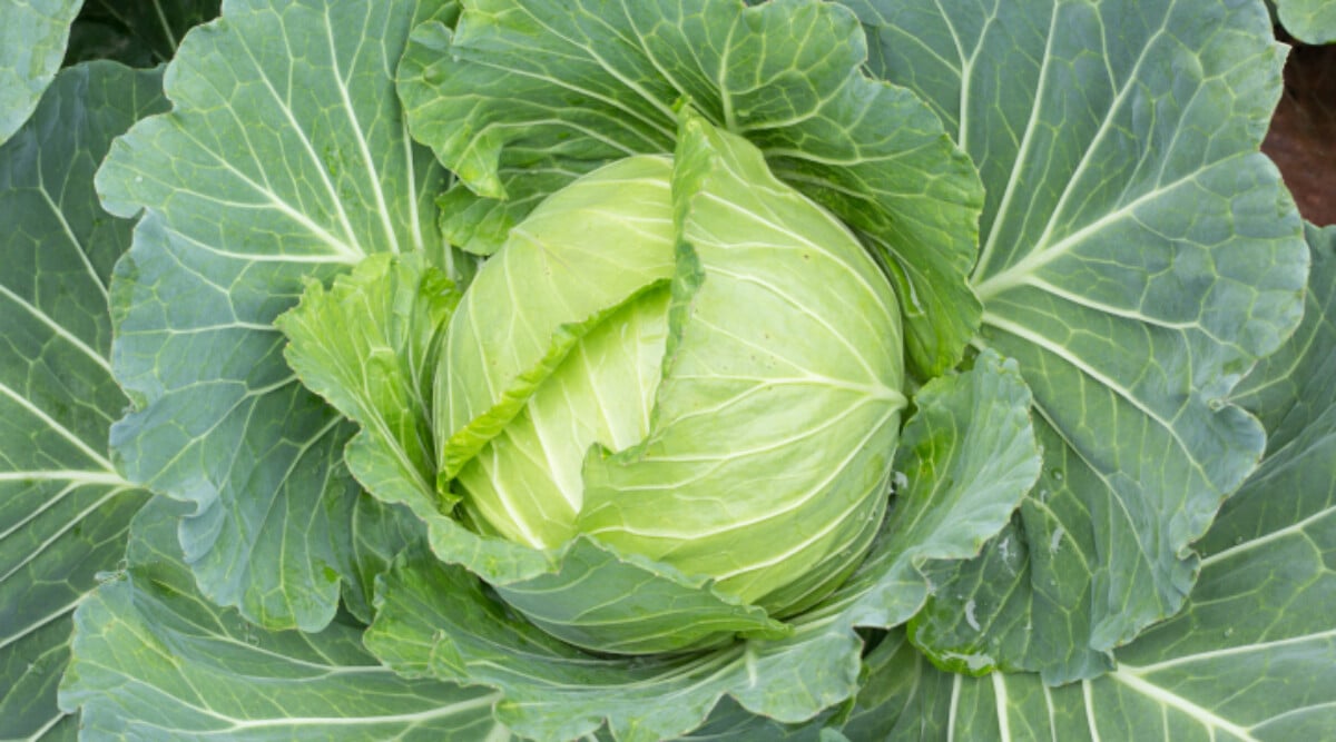 Cabbage ready to harvest