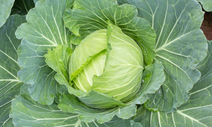 Cabbage ready to harvest