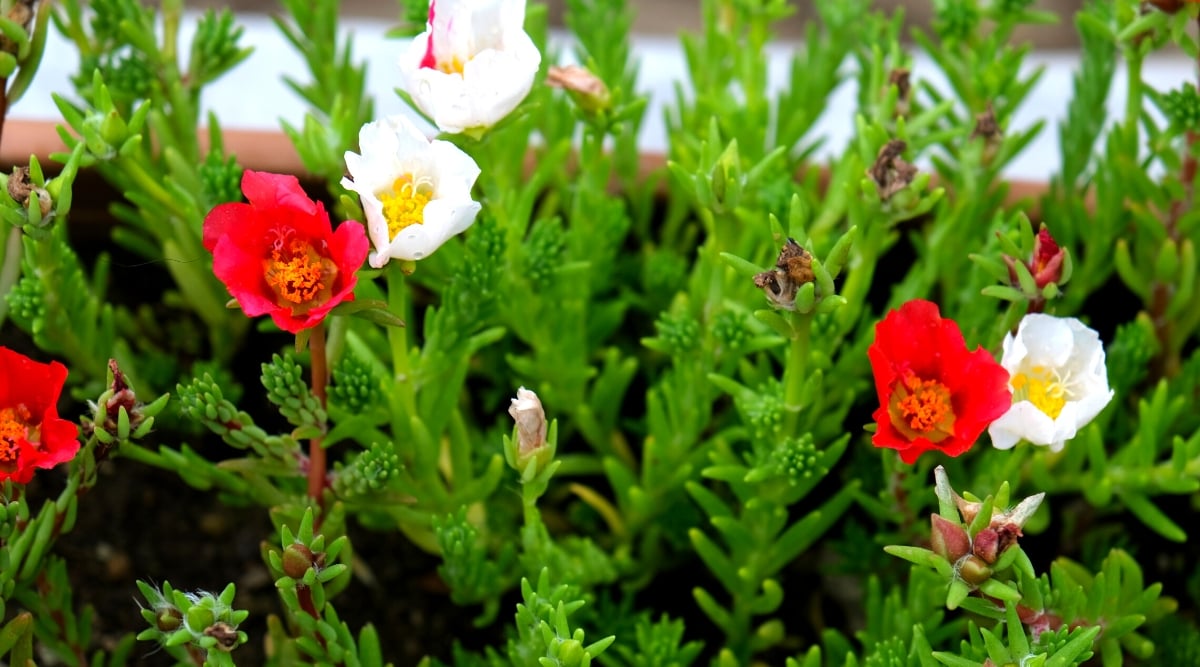 Red and white portulacas, vivid flowers with half-closed petals indicating signs of stress in their environment. Accompanying the beautiful flowers are their thick, fleshy leaves.