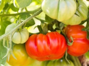 A bunch of beefsteak tomatoes in varying shades, some ripe with a deep red hue, others unripe in vibrant green, hang delicately from fuzzy, verdant stems. Nestled among the tomatoes, their serrated leaves add a textured backdrop.