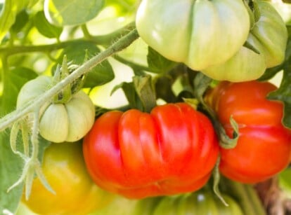 A bunch of beefsteak tomatoes in varying shades, some ripe with a deep red hue, others unripe in vibrant green, hang delicately from fuzzy, verdant stems. Nestled among the tomatoes, their serrated leaves add a textured backdrop.