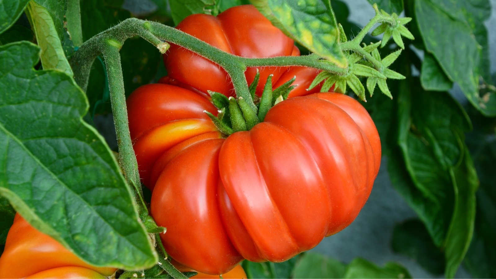 Close-up of a ripe 'Red Brandywine' tomato fruit among bright green foliage. Solanum lycopersicum ‘Red Brandywine’ is a classic heirloom tomato variety known for its vigorous vines and large, beefsteak-type fruits. The tomatoes boast a deep, rich red color with a glossy, smooth skin and occasional ribbing.