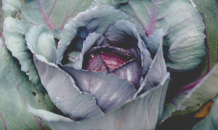 Red cabbage