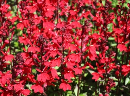 Vivid red cardinal flowers stand tall against lush green foliage, their petals unfurling gracefully in the gentle breeze. A warm cascade of sunlight illuminates the intricate petals, enhancing their crimson hue.