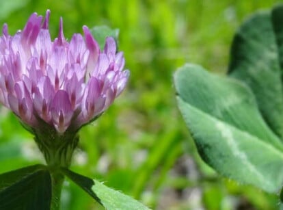 Red clover plant