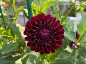 A beautiful dark red dahlia growing in the garden, planted in flowerbeds with green foliage behind the dark red bloom.