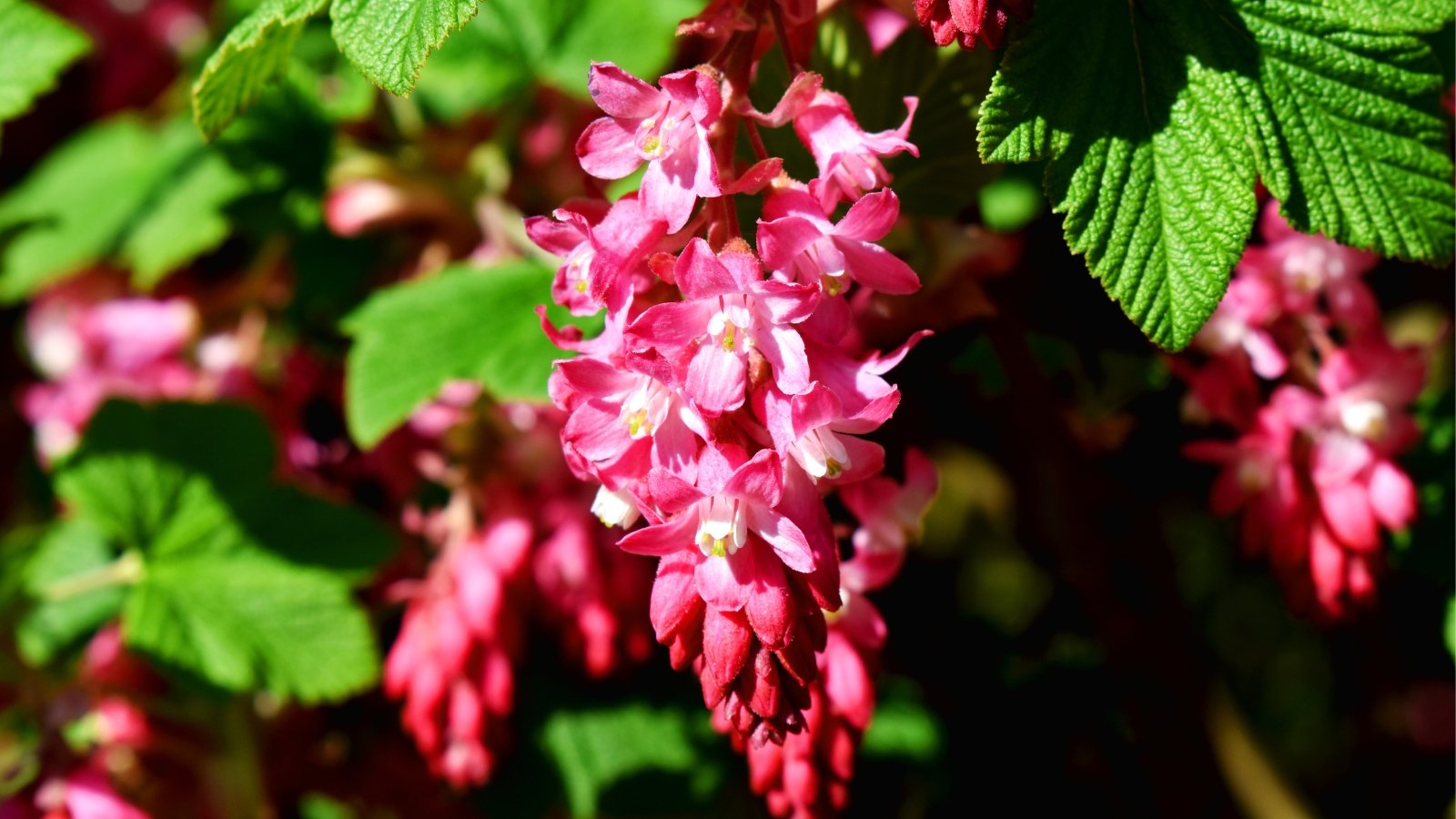 Pink flowers of the sunlit red-flowering currant contrast beautifully against the backdrop of lush green leaves, creating a stunning botanical display in the radiant sunlight of a spring morning.