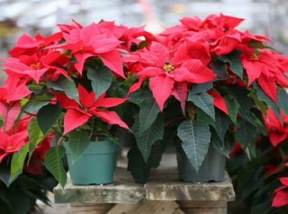 Red holiday plant poinsettia sitting in pot on bench